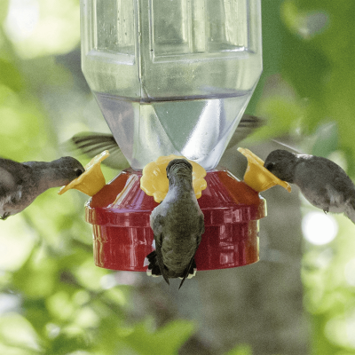 Comedero Farol para Colibrí Perky Pet Comedero Farol para Colibrí Perky Pet