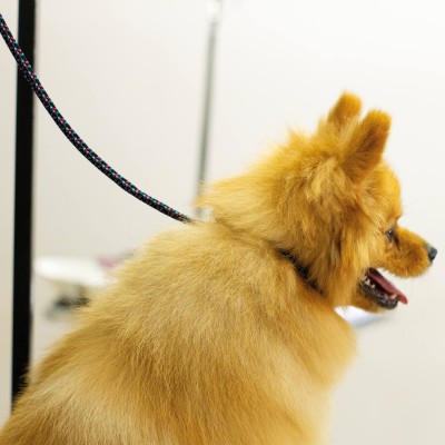 Correa para Grooming - Azul