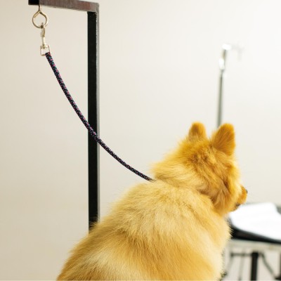 Correa para Grooming - Azul