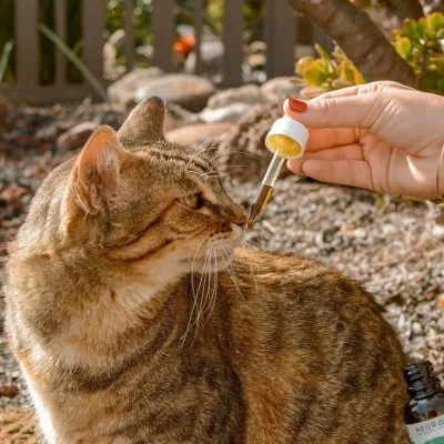 Aceite de CBD para Mascotas Neurogan Costa Rica Aceite de CBD para Mascotas Neurogan Costa Rica