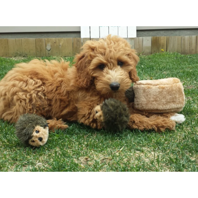 Peluches de la marca Zippy Paws Peluches de la marca Zippy Paws